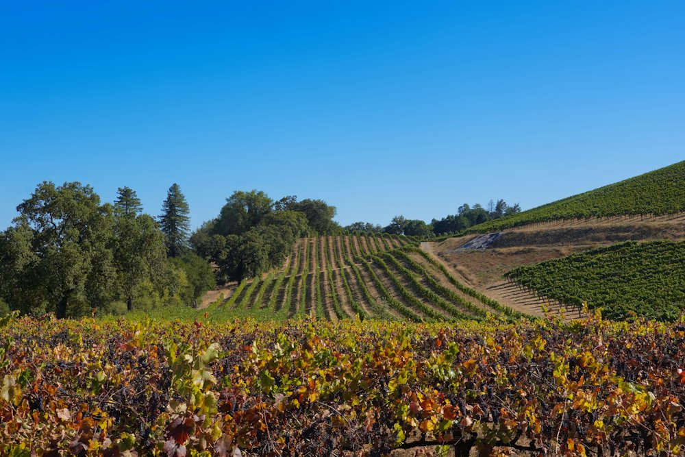 Bluff Road Winery